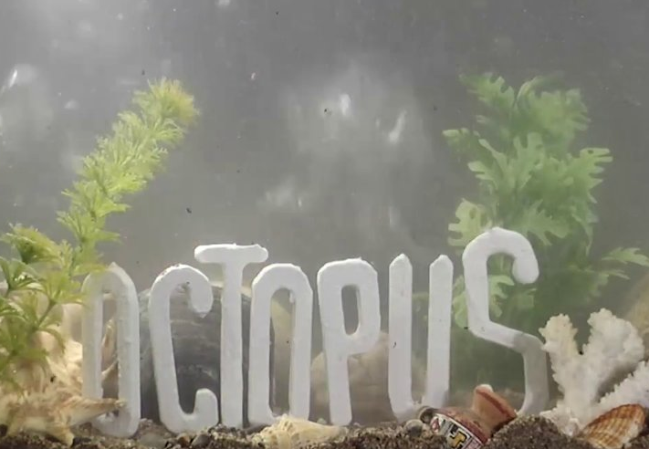 DVP "OCTOPUS" Official Teaser!