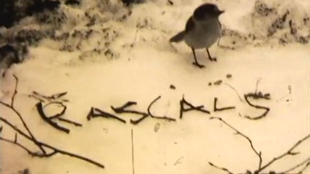 Rascals Teaser From Wittlake and Bfox