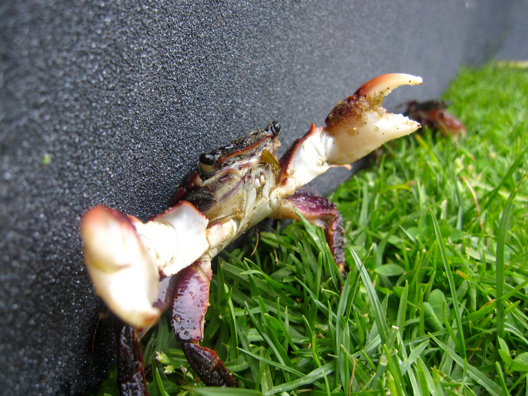 Lou has Crabs